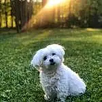 Dog, Plant, Dog breed, Carnivore, Tree, Grass, Companion dog, Snout, Toy Dog, Canidae, Terrier, Lens Flare, Small Terrier, Puppy, Maltepoo, Landscape, Non-sporting Group, Poodle Crossbreed, Poodle