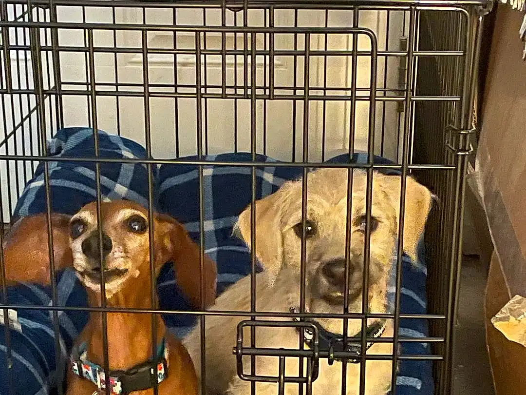 Dog, Dog Crate, Dog Supply, Dog breed, Carnivore, Working Animal, Pet Supply, Companion dog, Fawn, Kennel, Toy, Liver, Snout, Animal Shelter, Service, Cage, Canidae