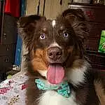 Dog, Dog breed, Liver, Carnivore, Working Animal, Fawn, Companion dog, Whiskers, Dog Supply, Spaniel, Dog Collar, Snout, Ball, Collar, Furry friends, Toy Dog, Smile, Canidae, Gun Dog