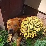 Flower, Dog, Plant, Dog breed, Carnivore, Working Animal, Companion dog, Fawn, Petal, Groundcover, Grass, Annual Plant, Canidae, Herbaceous Plant, Terrestrial Animal, Herb, Flowering Plant, Working Dog, Pet Supply