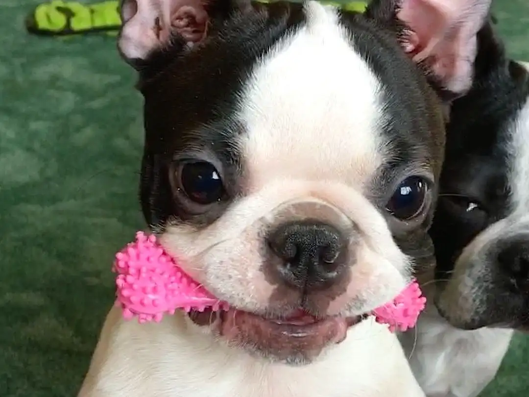 Dog, Dog breed, Working Animal, Carnivore, Ear, Pink, Whiskers, Companion dog, Fawn, Boston Terrier, Toy Dog, Snout, Terrestrial Animal, Bulldog, Canidae, Grass, Collar, Non-sporting Group, Puppy