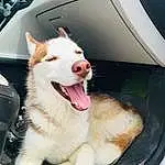 Dog, Dog breed, Hood, Jaw, Vehicle, Carnivore, Collar, Companion dog, Automotive Lighting, Automotive Exterior, Fang, Vroom Vroom, Vehicle Door, Snout, Windshield, Canidae, Pet Supply, Windscreen Wiper