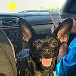 Car, Dog, Vehicle, Dog breed, Carnivore, Ear, Vroom Vroom, Fawn, Companion dog, Vehicle Door, Snout, Steering Wheel, Radio, Automotive Exterior, Whiskers, Sky, Windshield, Travel, Auto Part, Automotive Tire