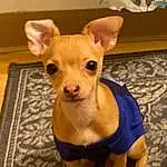Head, Dog, Carnivore, Dog breed, Working Animal, Dog Supply, Chihuahua, Whiskers, Ear, Toy, Companion dog, Fawn, Toy Dog, Dog Clothes, Snout, Tail, Terrestrial Animal, Wood