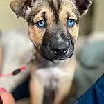 Dog, Dog breed, Carnivore, Whiskers, Companion dog, Fawn, Snout, Canidae, Furry friends, Electric Blue, Toy Dog, Terrestrial Animal, Working Animal, Puppy, Photography, Eyelash, Non-sporting Group