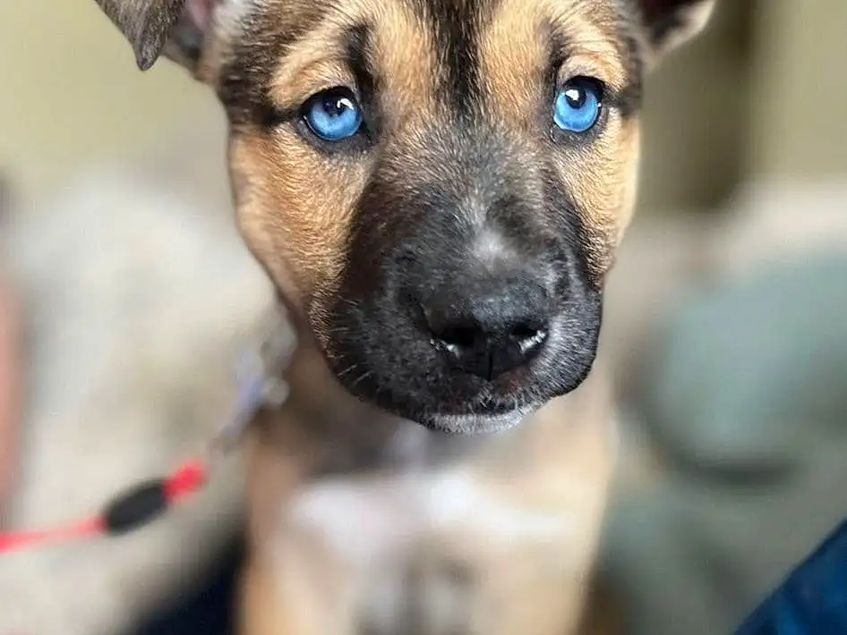 Dog, Dog breed, Carnivore, Whiskers, Companion dog, Fawn, Snout, Canidae, Furry friends, Electric Blue, Toy Dog, Terrestrial Animal, Working Animal, Puppy, Photography, Eyelash, Non-sporting Group