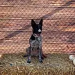 Dog, Dog breed, Carnivore, Wood, Fawn, Working Animal, Pumpkin, Snout, Grass, Companion dog, Gourd, Canidae, Herding Dog, Tail, Sitting, Winter Squash, Shadow, Non-sporting Group