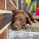 Dog, Liver, Wood, Dog breed, Carnivore, Companion dog, Brick, Brickwork, Snout, Working Animal, Terrestrial Animal, Wrinkle, Furry friends, Whiskers, Canidae, Window, Street dog, Flesh, Non-sporting Group