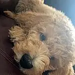 Dog, Carnivore, Dog breed, Working Animal, Companion dog, Toy Dog, Water Dog, Snout, Terrier, Small Terrier, Furry friends, Canidae, Dog Collar, Poodle, Maltepoo, Puppy, Non-sporting Group, Labradoodle, Yorkipoo