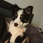 Dog, Dog breed, Carnivore, Companion dog, Snout, Herding Dog, Canidae, Border Collie, Whiskers, Working Animal, Furry friends, Working Dog, Terrestrial Animal, Puppy
