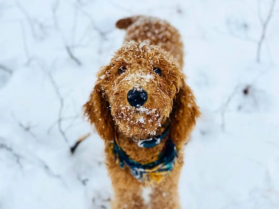 Dog, Snow, Water Dog, Carnivore, Dog breed, Companion dog, Poodle, Liver, Terrier, Snout, Winter, Freezing, Furry friends, Retriever, Working Animal, Dog Collar, Toy Dog, Leash, Smile