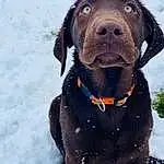 Dog, Snow, Dog breed, Collar, Carnivore, Dog Collar, Liver, Winter, Snout, Freezing, Working Animal, Pet Supply, Whiskers, Canidae, Dog Supply, Gun Dog, Companion dog, Furry friends, Guard Dog