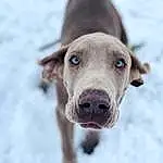 Dog, Snow, Dog breed, Carnivore, Collar, Whiskers, Working Animal, Fawn, Snout, Liver, Dog Collar, Pet Supply, Canidae, Winter, Gun Dog, Freezing, Pointing Breed, Puppy, Non-sporting Group