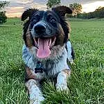 Sky, Dog, Plant, Cloud, Green, Tree, Carnivore, Grass, Fawn, Companion dog, Dog breed, Whiskers, Happy, Snout, Lawn, Canidae, People In Nature, Gun Dog, Grassland, Guard Dog
