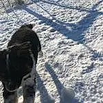 Snow, Freezing, Carnivore, Dog, Dog breed, Snout, Tints And Shades, Winter, Tail, Shadow, Footprint, Furry friends, Canidae, Electric Blue, Frost, Precipitation, Slope