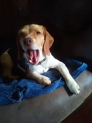 Beagle Dog Winnie