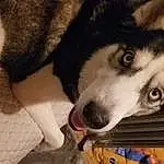 Dog, Carnivore, Dog breed, Sled Dog, Companion dog, Whiskers, Snout, Terrestrial Animal, Working Animal, Furry friends, Canidae, Siberian Husky, Canis, Working Dog, Wolf, Paw, Non-sporting Group