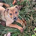 Plant, Dog breed, Carnivore, Grass, Whiskers, Adaptation, Terrestrial Animal, Groundcover, Snout, Companion dog, Terrestrial Plant, Canidae, Furry friends, Soil, Deer