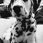 Dog, Dalmatian, White, Black, Carnivore, Dog breed, Style, Working Animal, Black-and-white, Companion dog, Snout, Whiskers, Black & White, Monochrome, Furry friends, Canidae, Terrestrial Animal, Non-sporting Group, Photography