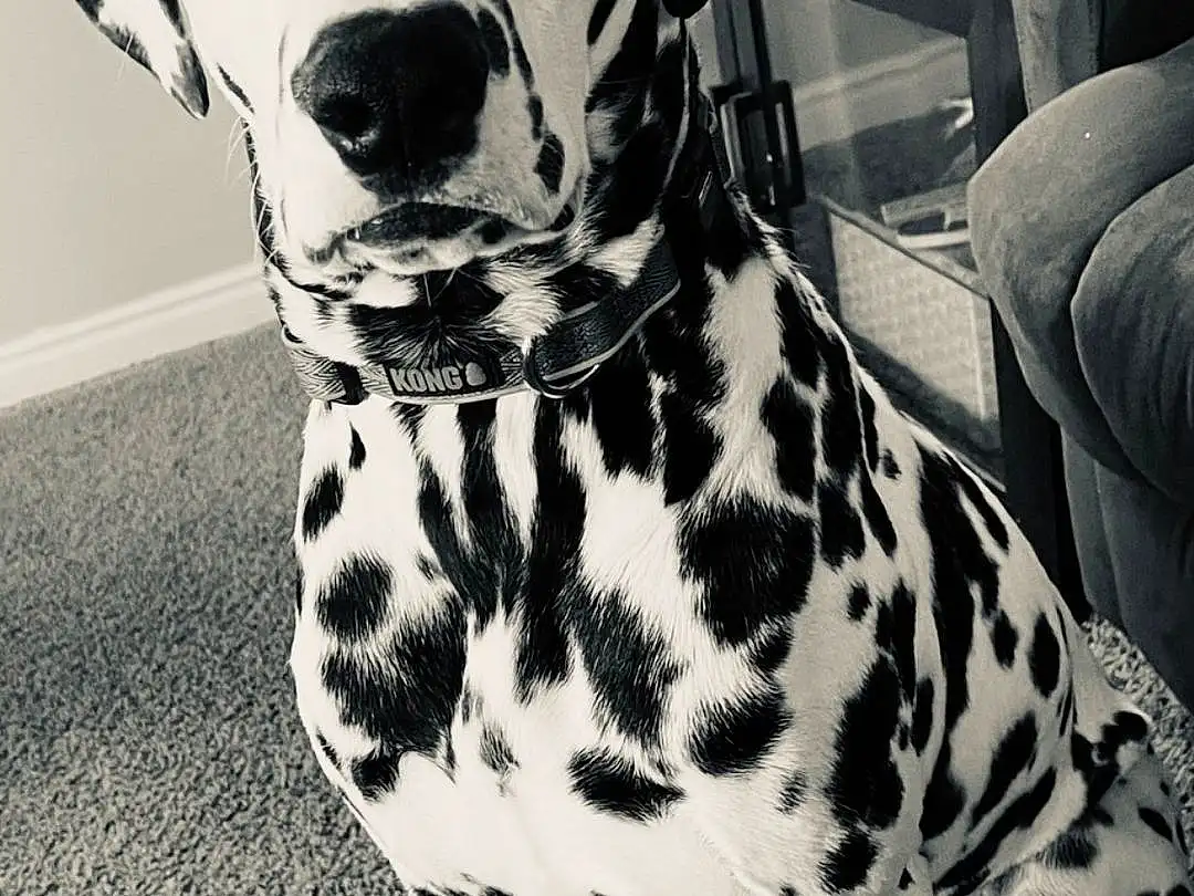 Dog, White, Dog breed, Black, Carnivore, Working Animal, Black-and-white, Style, Companion dog, Snout, Black & White, Monochrome, Dalmatian, Canidae, Door, Window, Non-sporting Group, Photography, Whiskers