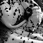 Photograph, White, Black, Dog, Black-and-white, Style, Pattern, Black & White, Monochrome, Snout, Beauty, Fruit, Terrestrial Animal, Comfort, Close-up, Sleeve, Plant, Linens