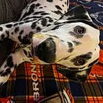 Dog, Dalmatian, Carnivore, Fawn, Dog breed, Companion dog, Working Animal, Pattern, Whiskers, Snout, Tartan, Terrestrial Animal, Dog Collar, Plaid, Collar, Canidae, Foot, Non-sporting Group