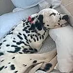 Dog, Dalmatian, White, Comfort, Carnivore, Working Animal, Dog breed, Fawn, Companion dog, Whiskers, Snout, Terrestrial Animal, Furry friends, Pattern, Canidae, Foot, Dog Supply, Non-sporting Group, Paw