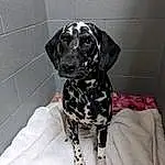 Dog, Dalmatian, Dog breed, Carnivore, Fawn, Companion dog, Working Animal, Snout, Pattern, Dog Supply, Whiskers, Canidae, Furry friends, Pet Supply, Black & White, Non-sporting Group, Sitting, Gun Dog