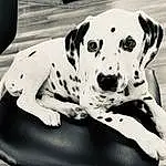 Dog, White, Black, Dog breed, Carnivore, Working Animal, Style, Black-and-white, Fawn, Companion dog, Dalmatian, Snout, Pet Supply, Black & White, Canidae, Whiskers, Dog Supply, Monochrome, Comfort