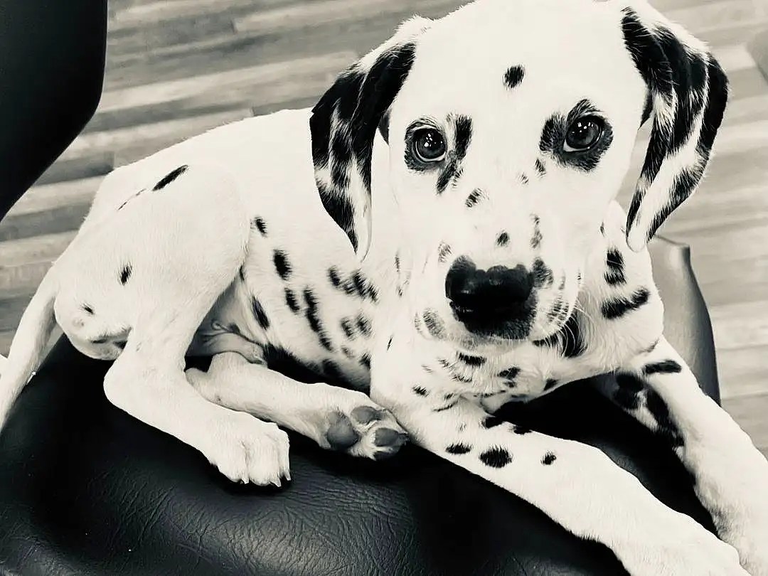 Dog, White, Black, Dog breed, Carnivore, Working Animal, Style, Black-and-white, Fawn, Companion dog, Dalmatian, Snout, Pet Supply, Black & White, Canidae, Whiskers, Dog Supply, Monochrome, Comfort