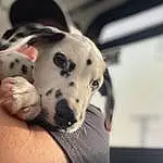Dog, Dalmatian, Dog breed, Carnivore, Jaw, Fawn, Companion dog, Whiskers, Working Animal, Snout, Terrestrial Animal, Comfort, Furry friends, Canidae, Paw, Guard Dog, Black & White, Dog Supply, Non-sporting Group
