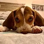 Dog, Carnivore, Dog breed, Liver, Comfort, Whiskers, Companion dog, Fawn, Wood, Working Animal, Bored, Canidae, Furry friends, Terrestrial Animal, Hardwood, Puppy, Linens, Hunting Dog