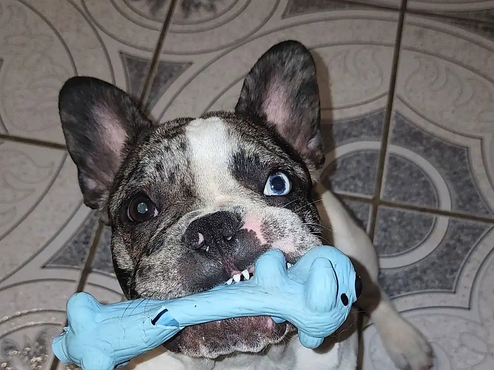 Dog, Carnivore, Dog breed, Working Animal, Fawn, Companion dog, Ear, Whiskers, Snout, Collar, Bulldog, Canidae, Terrestrial Animal, Electric Blue, Dog Collar, Toy Dog, Non-sporting Group, Boston Terrier