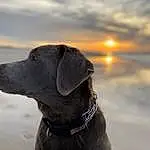 Dog, Cloud, Sky, Carnivore, Collar, Liver, Working Animal, Dog Collar, Whiskers, Dog breed, Companion dog, Snout, Gun Dog, Pet Supply, Leash, Water, Pointing Breed, Borador, Winter
