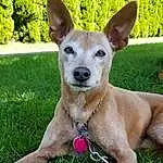 Dog, Dog breed, Carnivore, Companion dog, Collar, Fawn, Snout, Grass, Working Animal, Canidae, Whiskers, Plant, Terrestrial Animal, Tree, Tail, Toy Dog, Dog Collar, Non-sporting Group, Mexican Hairless Dog