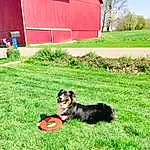 Dog, Plant, Sky, Building, Green, Window, Carnivore, Grass, Land Lot, House, Dog breed, Grassland, Companion dog, Tree, Rural Area, Meadow, Tints And Shades, Lawn, Landscape