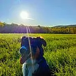 Sky, Plant, Dog, People In Nature, Light, Green, Natural Landscape, Grass, Sunlight, Happy, Carnivore, Grassland, Agriculture, Morning, Companion dog, Landscape, Horizon, Meadow, Working Animal