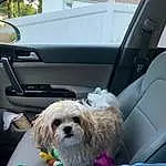 Dog, Vehicle, Carnivore, Car, Vroom Vroom, Mode Of Transport, Dog breed, Balloon, Companion dog, Automotive Exterior, Toy, Snout, Teddy Bear, Vehicle Door, Event, Windshield, Stuffed Toy, Furry friends, Auto Part