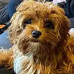 Dog, Dog breed, Carnivore, Companion dog, Toy Dog, Working Animal, Snout, Firefighter, Liver, Terrier, Canidae, Furry friends, Maltepoo, Yorkipoo, Puppy, Small Terrier, Non-sporting Group