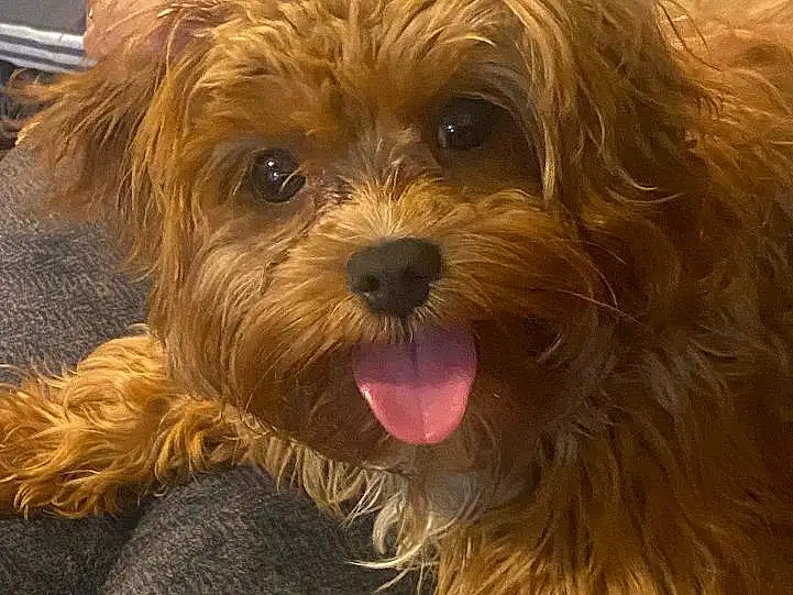 Dog, Dog breed, Carnivore, Liver, Companion dog, Toy Dog, Snout, Terrier, Water Dog, Furry friends, Small Terrier, Canidae, Working Animal, Whiskers, Yorkipoo, Maltepoo, Terrestrial Animal, Biewer Terrier, Puppy