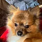Dog, Carnivore, Dog breed, Whiskers, Spitz, Fawn, Companion dog, Toy Dog, Terrestrial Animal, German Spitz Mittel, Snout, German Spitz, Canidae, Furry friends, Working Animal, German Spitz Klein, Volpino Italiano, Non-sporting Group