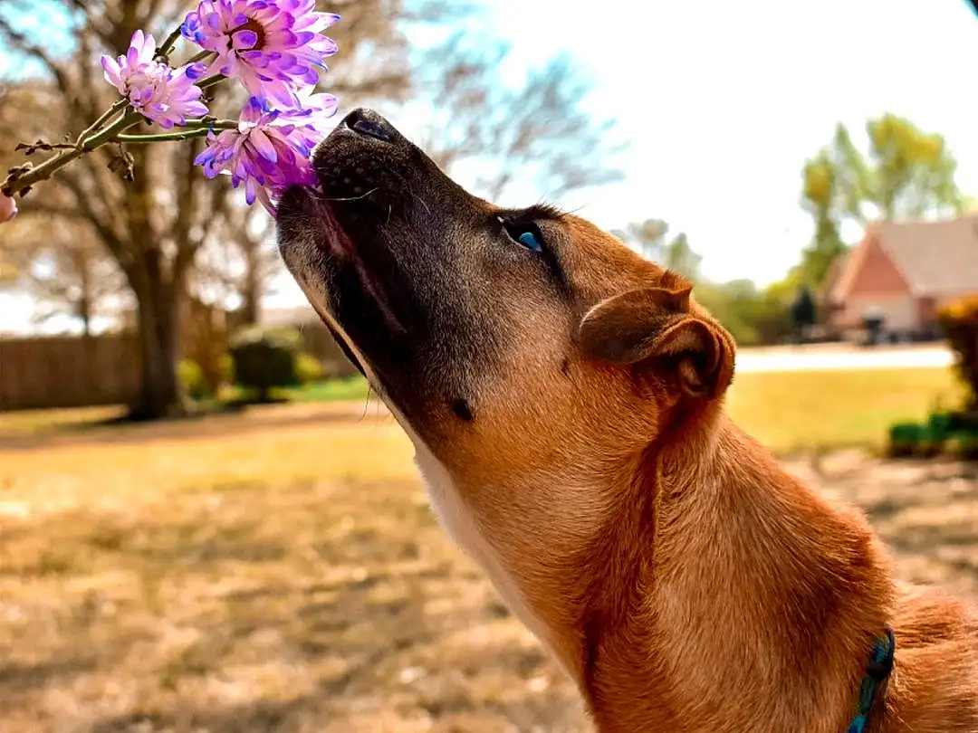 Plant, Dog, Sky, Flower, Dog breed, Tree, Working Animal, Carnivore, Collar, Sunlight, People In Nature, Fawn, Grass, Morning, Whiskers, Wood, Happy, Snout, Leisure, Terrestrial Animal