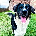 Dog, Plant, Dog breed, Carnivore, Grass, Sky, Companion dog, Whiskers, Snout, Borador, Fence, Working Animal, Canidae, Gun Dog, Border Collie, Working Dog, Swimming Pool, Cloud, Puppy