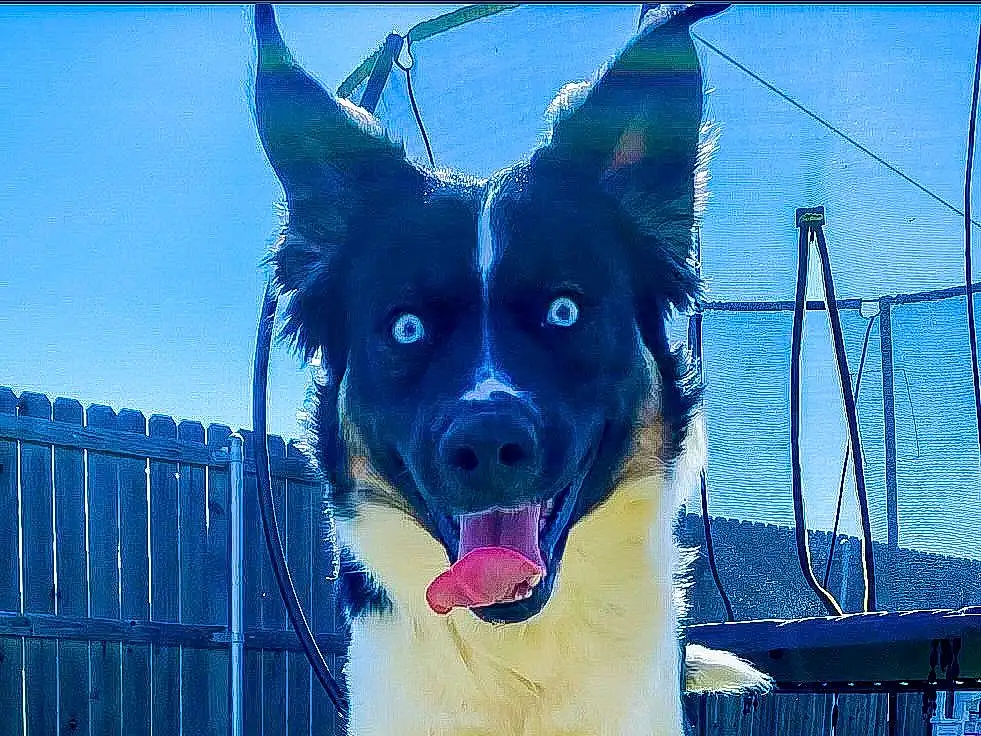 Dog, Blue, Sky, Carnivore, Grass, Dog Supply, Dog breed, Collar, Herding Dog, Companion dog, Electric Blue, Snout, Lawn, Dog Collar, Plant, Fence, Tail, People In Nature, Happy