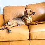 Brown, Dog, Couch, Furniture, Comfort, Dog Supply, Dog breed, Carnivore, Working Animal, Studio Couch, Fawn, Companion dog, Pet Supply, Sofa Bed, Wood, Living Room, Hardwood, Toy