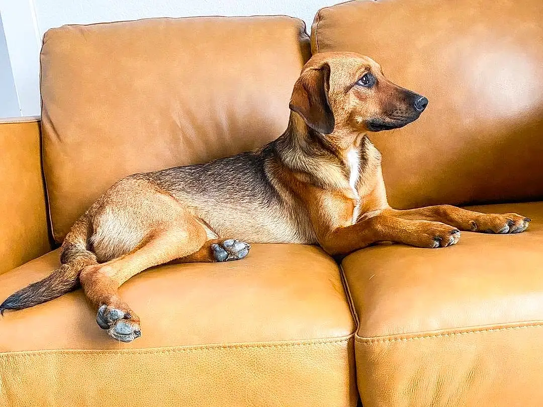 Brown, Dog, Couch, Furniture, Comfort, Dog Supply, Dog breed, Carnivore, Working Animal, Studio Couch, Fawn, Companion dog, Pet Supply, Sofa Bed, Wood, Living Room, Hardwood, Toy