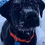 Head, Dog, Snow, Working Animal, Carnivore, Collar, Pet Supply, Dog breed, Companion dog, Whiskers, Fawn, Dog Supply, Dog Collar, Freezing, Dog Clothes, Snout, Winter, Canidae