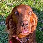 Dog, Dog breed, Carnivore, Liver, Working Animal, Grass, Fawn, Companion dog, Terrestrial Animal, Snout, Gun Dog, Spaniel, Canidae, Retriever, Pointing Breed, Hunting Dog, Whiskers, Cocker Spaniel