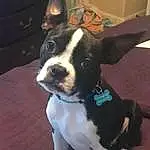 Dog, Eyes, Dog breed, Human Body, Working Animal, Carnivore, Ear, Boston Terrier, Collar, Whiskers, Companion dog, Fawn, Window, Snout, Dog Collar, Canidae, Tail, Furry friends, Couch