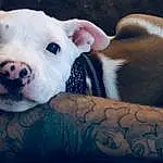 Dog, Dog breed, Carnivore, Companion dog, Fawn, Whiskers, Terrestrial Animal, Snout, Suidae, Working Animal, Comfort, Canidae, Domestic Pig, Livestock, Furry friends, Paw, Dogo Argentino, Old English Terrier, Non-sporting Group